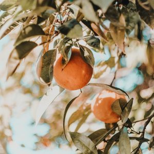 初熟節俄梅珥五旬節